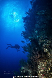 reef life on El Hierro by Claudia Weber-Gebert 